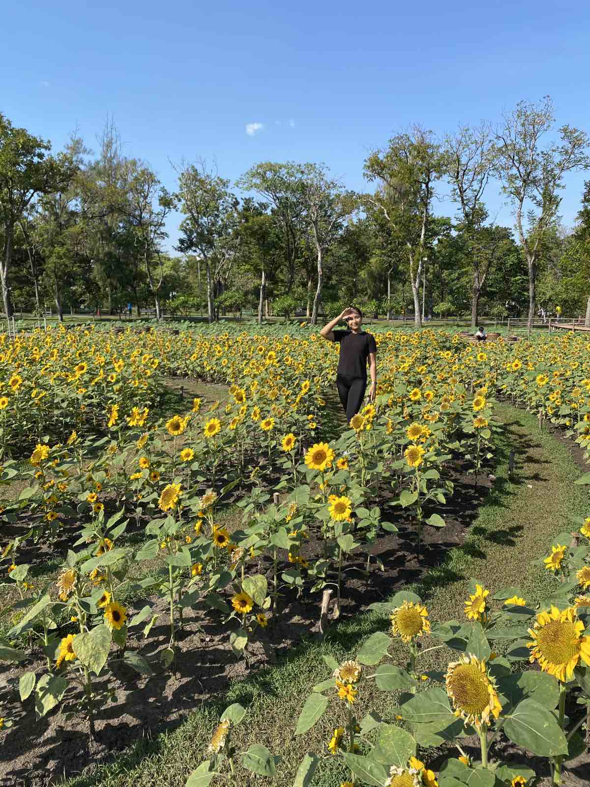 A woman shielding her face from the sun standing in the middle of a sunflower field