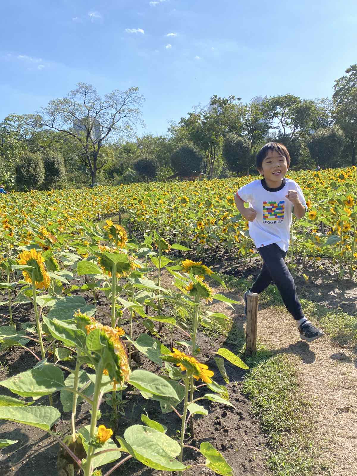 Little boy running in a sunflower field