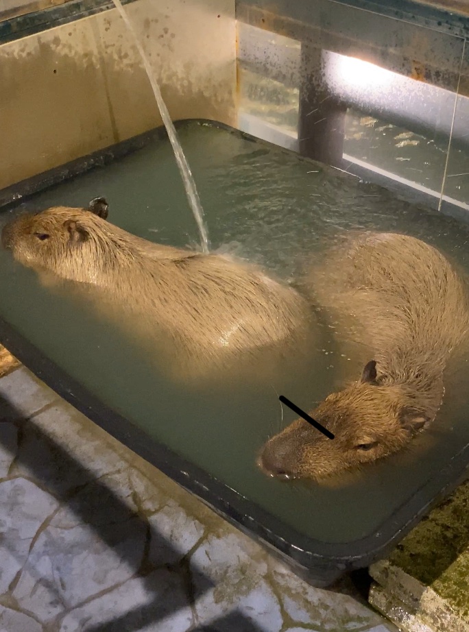 two capybaras bathing